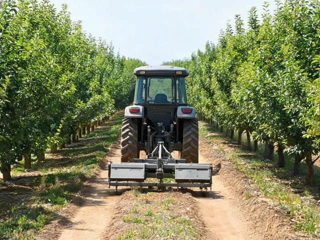 Orchard rows